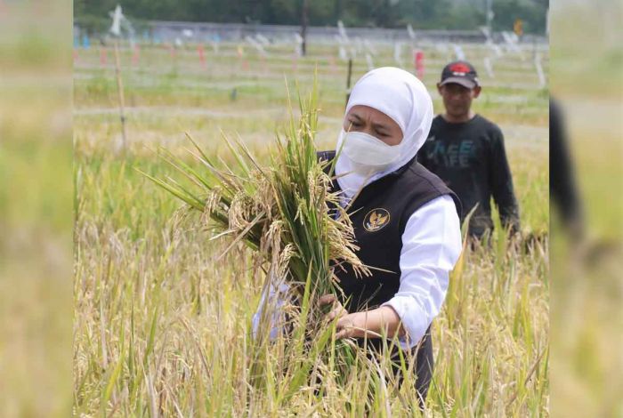 Gubernur Khofifah Bersyukur NTP dan NTN Jatim Alami Kenaikan pada Desember 2022