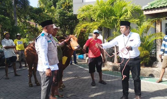 ​Peringati Idul Adha 1440 H, PT PLN UP3 Pamekasan Kurban 12 Sapi dan 4 Kambing