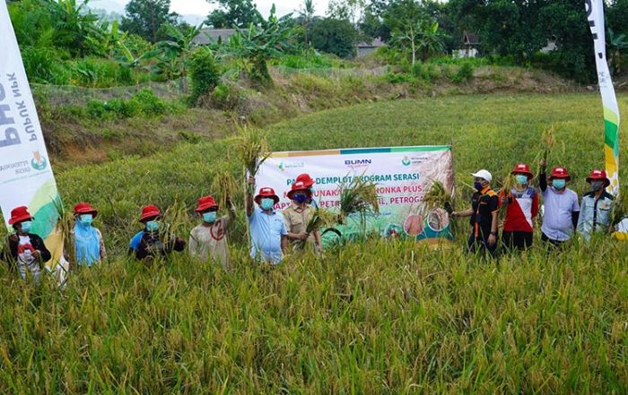 Petani di Kalsel Panen Raya Padi dengan Pupuk NPK Phonska Plus Petrokima Gresik