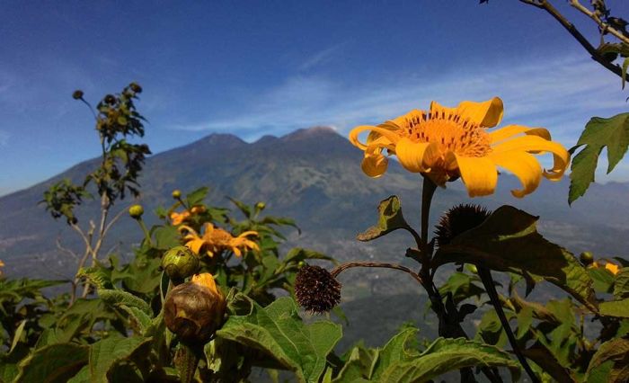 Tak Hanya Hilangkan Stres, Profesor Jepang Sebut Hutan Mampu Bunuh Sel Kanker