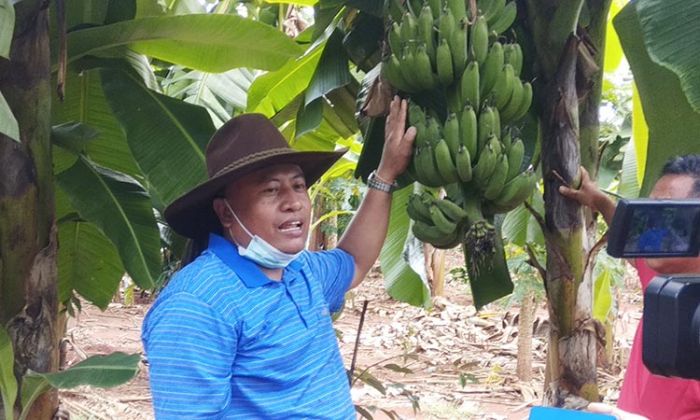 Setiap Hektare, Kebun Pisang Kaji Sholah Hasilkan Rp 450 Juta per Tahun