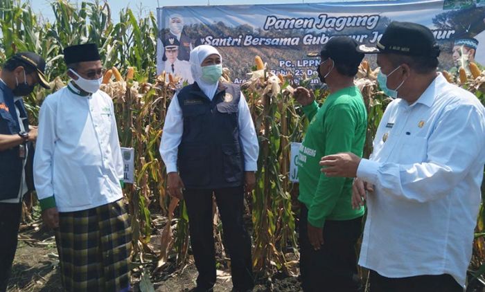 Panen Jagung di Pasuruan, Khofifah: Petik, Olah, Kemas, Jual