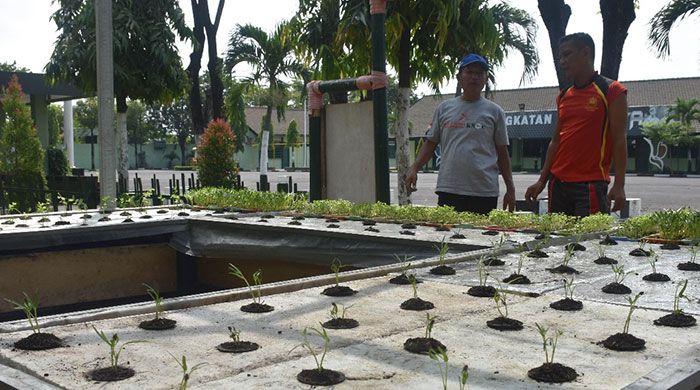 Mengintip Budidaya Tanaman dan Lele di Korem 084/BJ