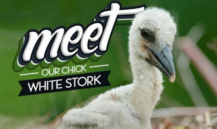 Dubes Polandia Hadiri Pemberian Nama Bayi White Stork