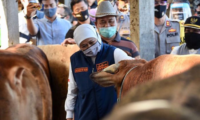 ​Khofifah Pastikan Stok Hewan Kurban di Jatim Penuhi Kriteria ASUH