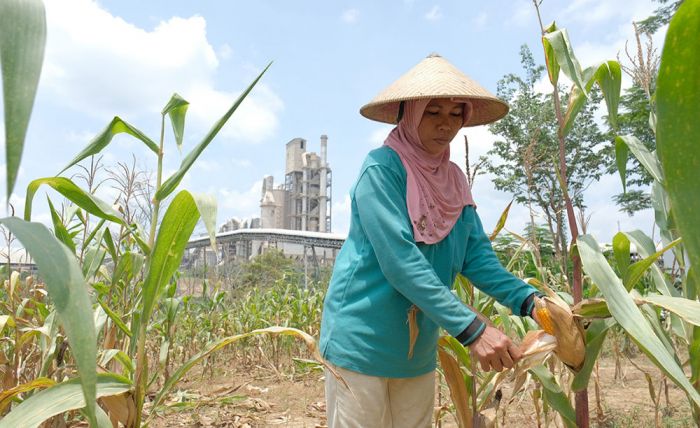 SIG Fasilitasi 361 Petani Sanggem Garap Lahan Seluas 119,25 Hektare di Rembang