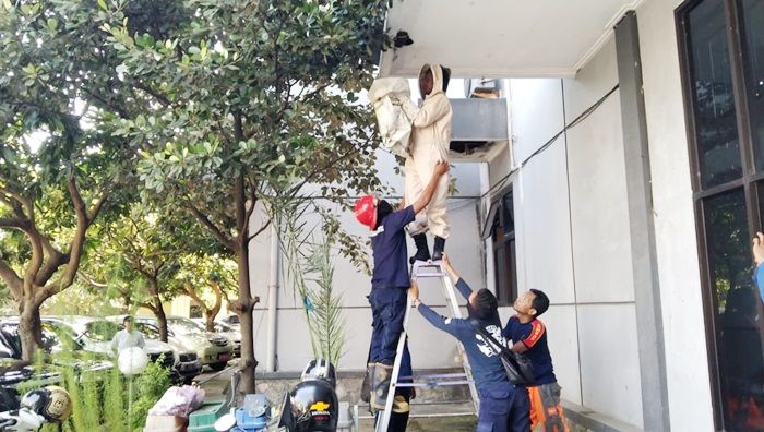 Damkar Gresik Berhasil Jinakkan Serbuan Ribuan Tawon di Kantor Dinkes