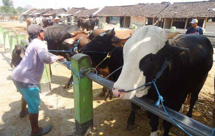 Jelang Idul Adha, Disnakkan Bojonegoro Siapkan 1.000 Sapi