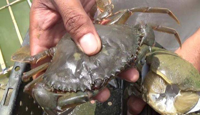 Petani Garam di Sumenep Pilih Budidaya Kepiting Saat Musim Hujan