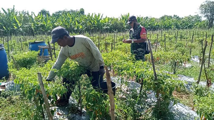 Babinsa Ujungpangkah Gresik Respons Kendala Petani Akibat Melonjaknya Harga Cabai di Wilayah Binaan