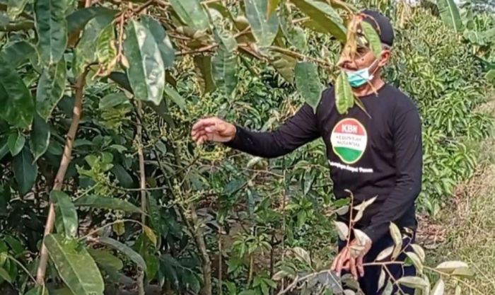 Kebal Pandemi, Bisnis Bibit Buah Warga Blitar Ini Raup Untung Puluhan Juta per Bulan