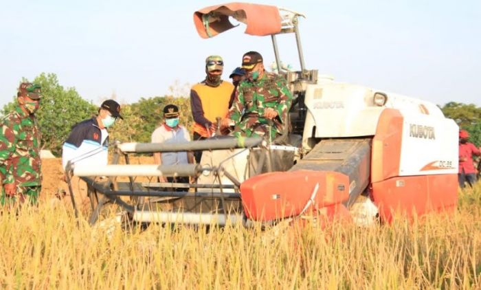 ​Hasil Panen Perdana di Lamongan untuk Atasi Kebutuhan Pangan di Masa Pandemi