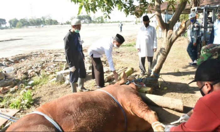 ​Koarmada II Potong 21 Ekor Sapi dan 56 Ekor Kambing Kurban 