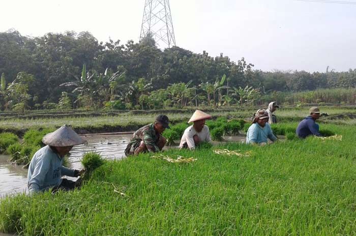 Petani dan Jajaran Kodim Ngawi 