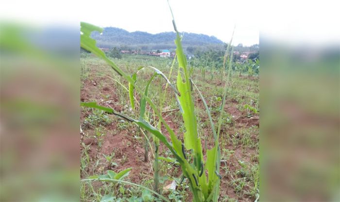 Hama Ulat Serang Puluhan Hektare Tanaman Jagung di Tuban