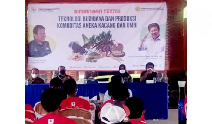 Kementan Gelar Bimtek untuk Tingkatkan Kualitas Ekspor Ubi Jalar di Mojokerto