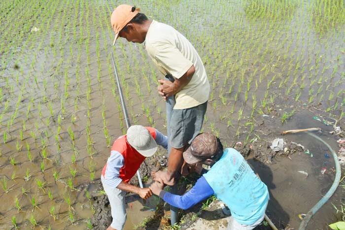 Kekurangan Air Akibat Tanggul Kaliasem Jebol, Petani di Lumajang Gali Sumur Dadakan