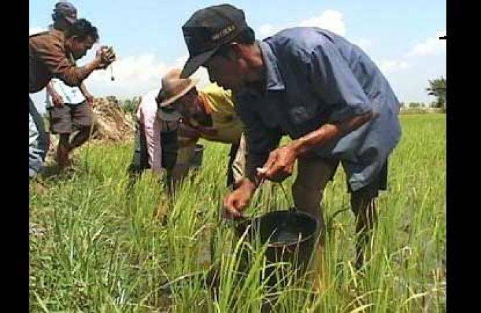 Puluhan Hektar Sawah di Gresik Gagal Panen