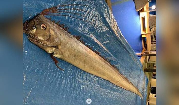 ​Ikan Dasar Laut Tertangkap, Jepang Khawatir segera Tsunami