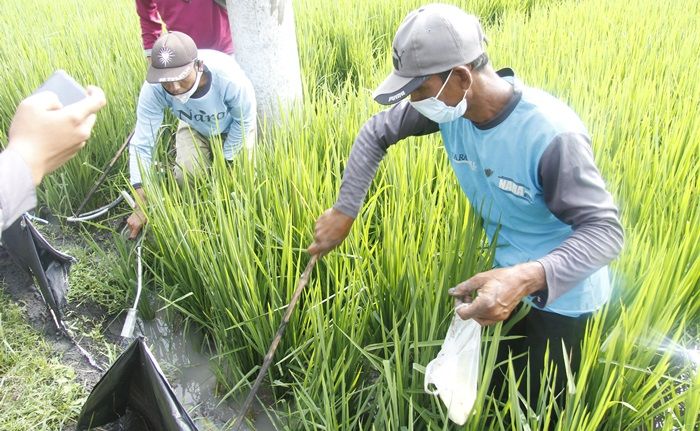 Jebakan Listrik Resmi Dilarang, Pemkab Ngawi Gelar Gropyokan Tikus Massal Serentak