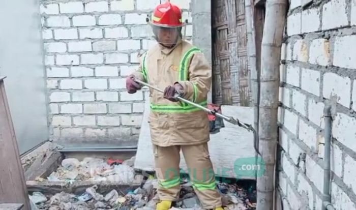 Rumah Warga Balen Bojonegoro Jadi Sarang Ular Kobra, Damkar Turun Tangan