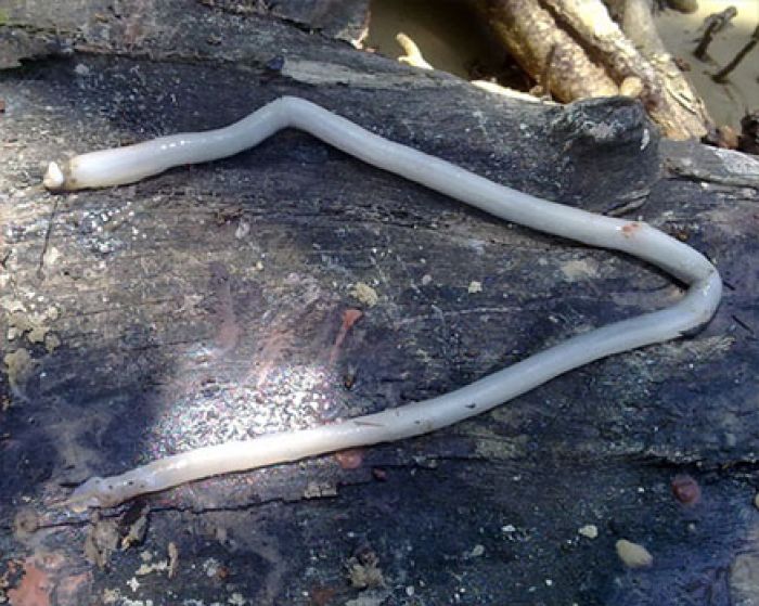 4 Fakta Shipworm, Makhluk Kecil yang Ditakuti Para Pelaut