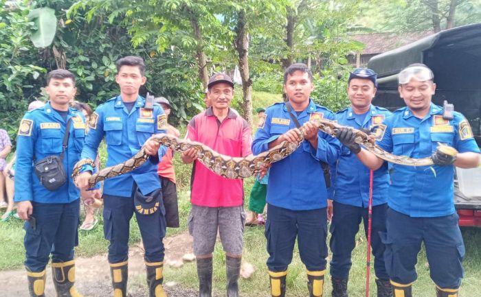 Petugas Damkar Blitar Amankan Ular Sanca dengan Perut Membesar, Diduga Baru Saja Lahap Mangsa