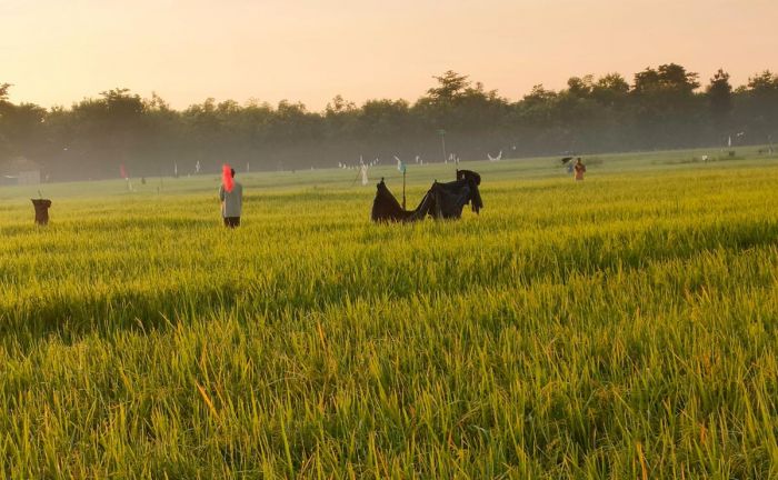 Tanaman Padi di Sampang Diserang Hama Burung Pipit, Petani Berharap Ada Solusi