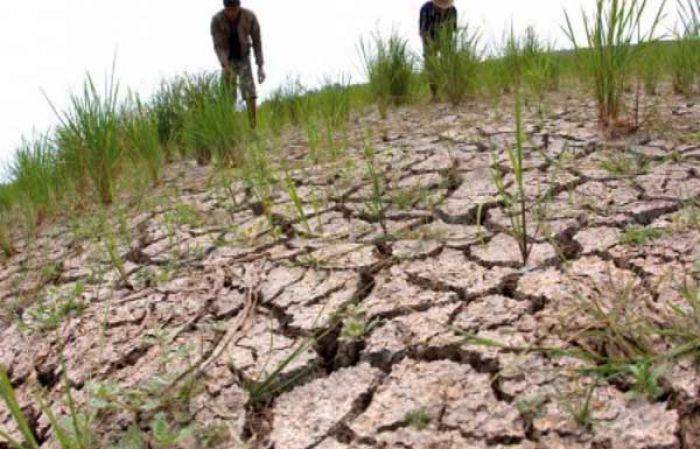 9 Kecamatan di Sampang Kekeringan, Ratusan Hektar Sawah Gagal Panen