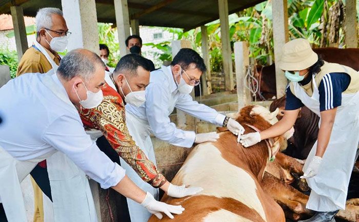 Pastikan Penanganan PMK Terkendali, Mentan Tinjau Peternakan di Gresik