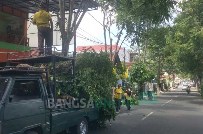 Cegah Pohon Tumbang dengan Perantingan