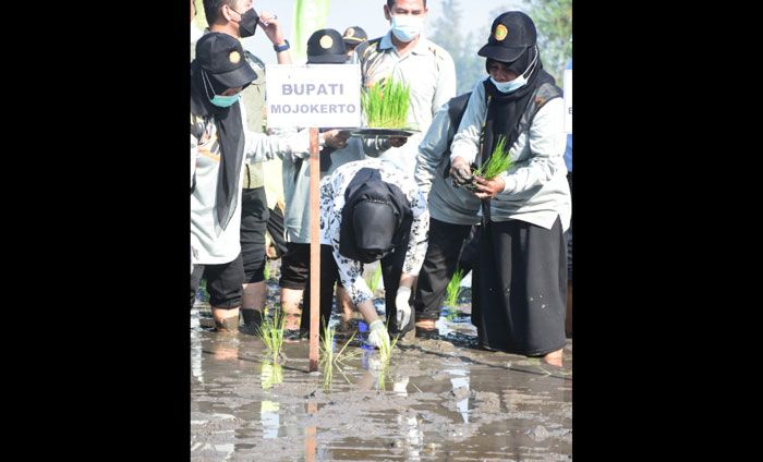 Disperta Mojokerto dan Balitbangtan Kementan Tanam Padi Demfarm 5 Varietas Unggul Pakai Metode Jarwo