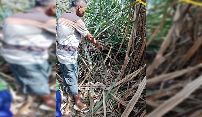 Wanita di Blitar Ditemukan Tergeletak dengan Luka Sayatan di Ladang Tebu