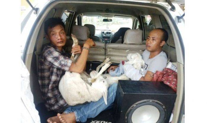 Nekat Beraksi di Siang Bolong, Dua Maling Kambing di Situbondo Dibekuk Polisi