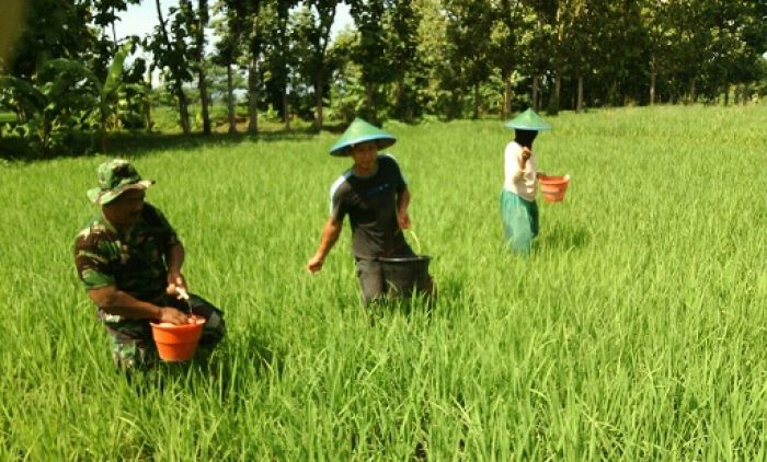 Babinsa Dolopo Rela Bantu Pemupukan Tanaman Padi Petani