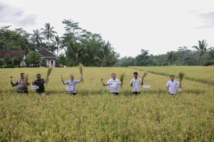 Panen Padi, Bupati Jember Imbau Para Petani Gunakan Pupuk Organik