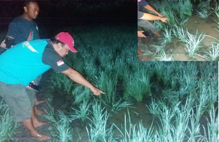 ​Lagi-lagi Jebakan Tikus Listrik di Sawah Ngawi Memakan Korban Jiwa