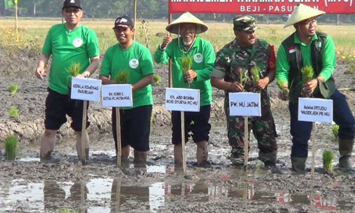 PCNU Bangil Gelar Tanam Padi Bersama Santri, TNI, dan Polri