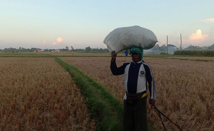 Harga Gabah Anjlok, Petani Minta Bupati Situbondo Turun Tangan