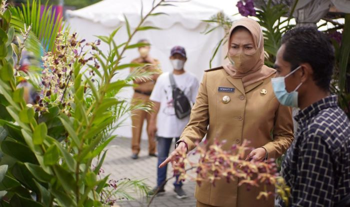 Ribuan Anggrek Hiasi Batu Shining Orchid Week 2021