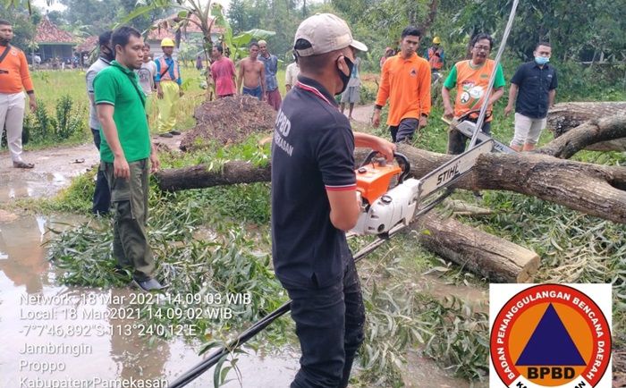 Hujan Disertai Angin Kencang di Proppo Pamekasan Robohkan Sejumlah Pohon