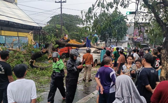 Pohon Tumbang di Nginden Surabaya Timpa 2 Mobil, 2 Orang Luka-Luka