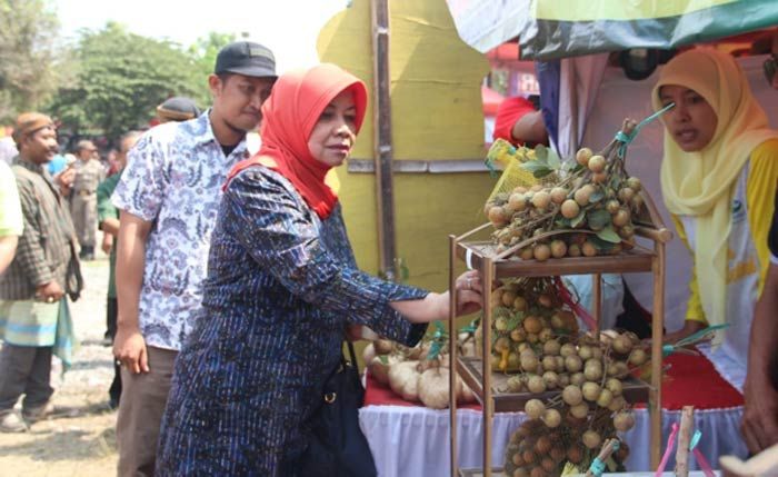 Puncak Festival Kelud, Kawasan Kelud Alami Hujan Nanas