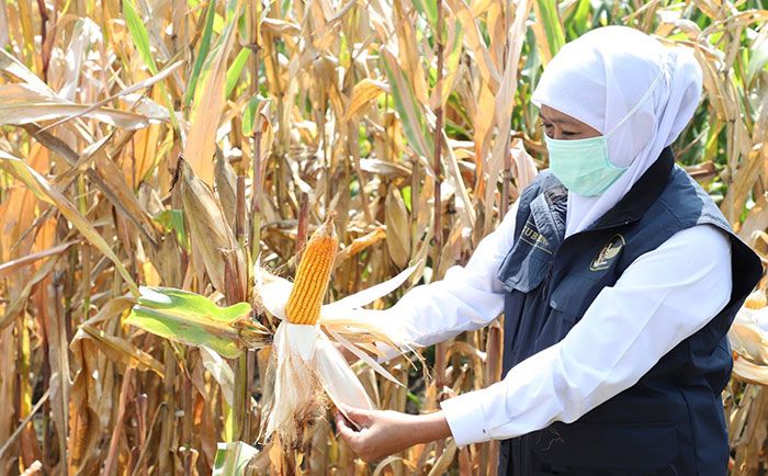 Jaga Ketahanan Pangan, Gubernur Khofifah Dorong Perkembangan Food Estate