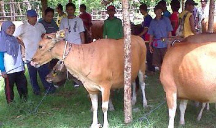 Jaga Kualitas Daging, Disnakan Bondowoso Lakukan Pembinaan Kelompok Tani Ternak