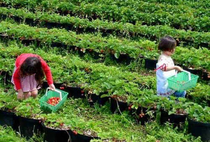 Pelancong Gunung Bromo Kini Dimanja Kebun Strawberry