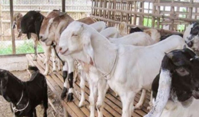 Tafsir Al-Isra 85: Satu Ekor Kambing untuk Satu Keluarga