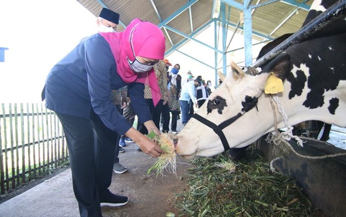 Khofifah Optimis KPSP Setia Kawan Nongkojajar Mampu Jadi Pusat Daging dan Susu