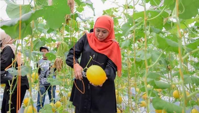 Resmikan Green House Masjid Al-Akbar, Khofifah Lakukan Panen Perdana dan Cicipi Golden Melon