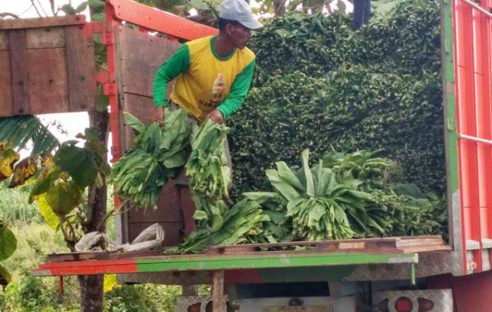 Cuaca Tak Menentu, Hasil Panen Tembakau di Tuban Menurun Drastis, Petani Terpuruk